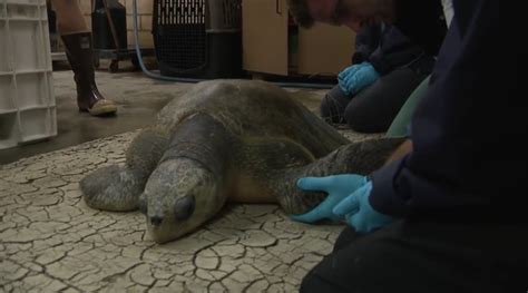 SeaWorld San Diego takes in cold-stunned sea turtle found stranded in Oregon waters
